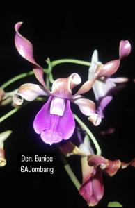 Dendrobium Eunice