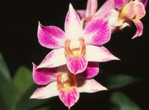 Dendrobium Fiftieth State