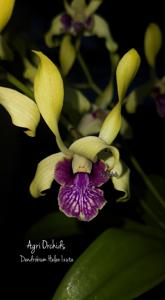 Dendrobium Helen Izuta