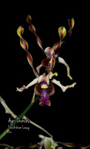 Dendrobium Lassy