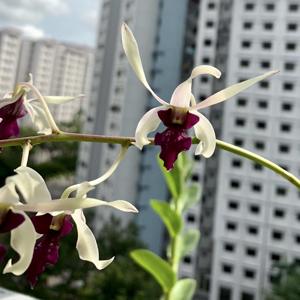 Dendrobium Lili Marlene