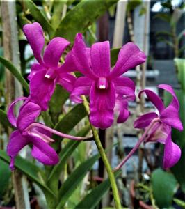 Dendrobium Makariki Blue