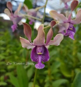 Dendrobium Numinbah Beauty