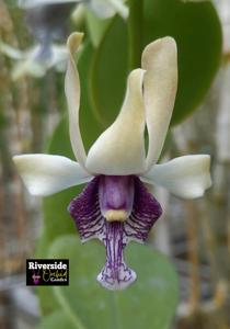 Dendrobium Numinbah Beauty