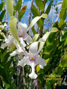 Dendrobium Oriental Star