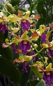 Dendrobium Sianne Velvet