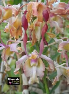 Dendrobium Sianne Velvet