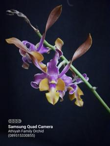 Dendrobium Tan Horns