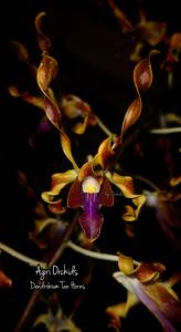 Dendrobium Tan Horns