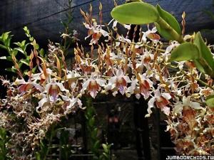 Dendrobium Trixie