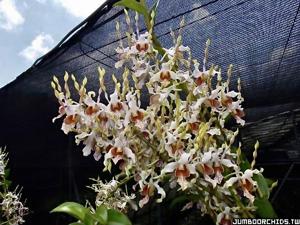 Dendrobium Trixie