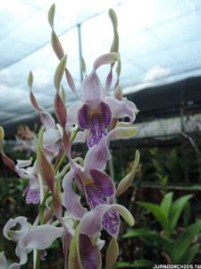 Dendrobium Trixie