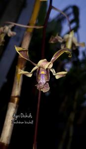 Dendrobium Urschull