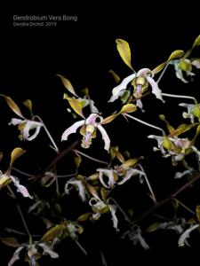 Dendrobium Vera Bong