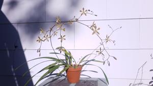 Encyclia Alda