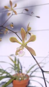 Encyclia Alda