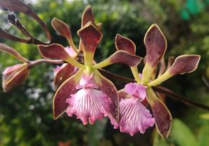 Encyclia Lorraine Smith