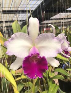 Cattleya Marcia Foster