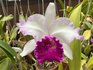 Cattleya Marcia Foster