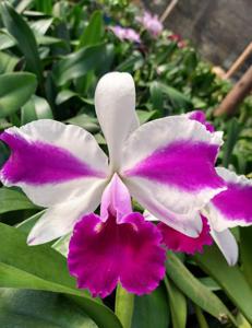 Cattleya Remo Prada