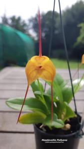 Masdevallia Pollyana