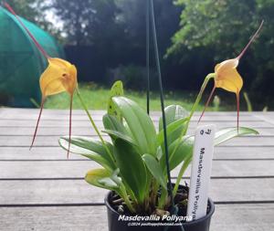 Masdevallia Pollyana