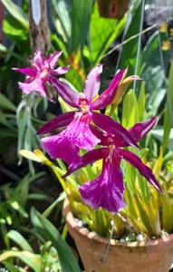 Miltonia Purple Queen