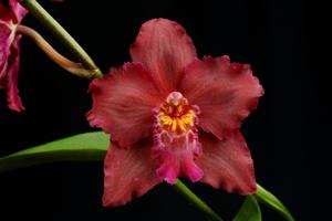 Oncidium Queen of Hearts