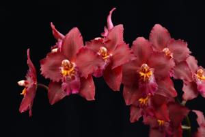 Oncidium Queen of Hearts