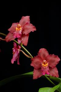 Oncidium Queen of Hearts