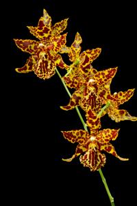 Oncostele Anneliese Rothenberger