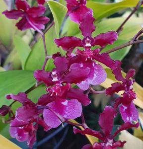 Oncidium Sharry Baby