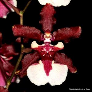 Oncidium Sharry Baby