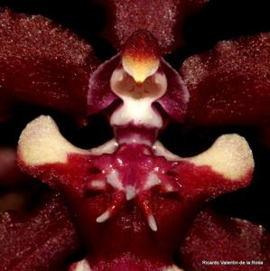 Oncidium Sharry Baby