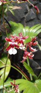Oncidium Sharry Baby
