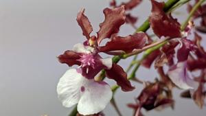 Oncidium Sharry Baby