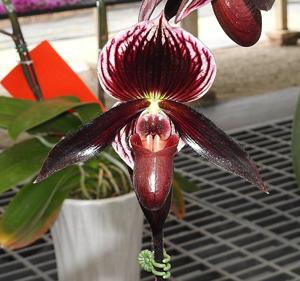 Paphiopedilum Manahawkin