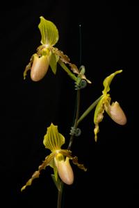 Paphiopedilum Prim-n-Proper