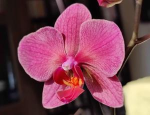 Phalaenopsis Ai Gold