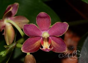 Phalaenopsis Caribbean Sunset