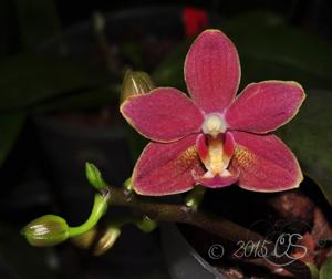 Phalaenopsis Caribbean Sunset