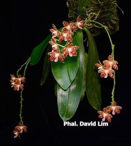 Phalaenopsis David Lim