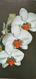 Phalaenopsis Debbie Wallace