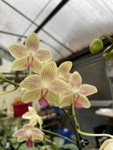 Phalaenopsis Javalin