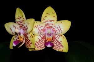 Phalaenopsis Orchid World