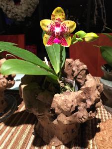 Phalaenopsis Orchid World