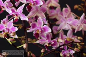 Phalaenopsis Rainbow Chip