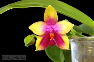 Phalaenopsis Tabasco Tex