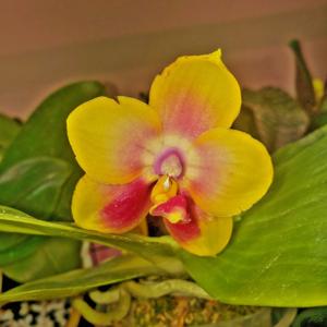 Phalaenopsis Tabasco Tex