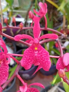 Renanthera Merritt Island